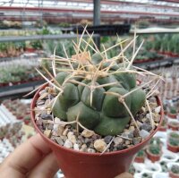 Thelocactus rinconensis v.nidulans Plana de Ayala