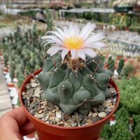 Thelocactus rinconensis H 181