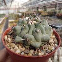 Thelocactus rinconensis H 181