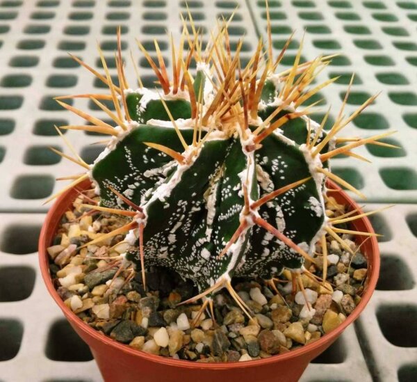 Astrophytum ornatum cv. Fukuryu Hania