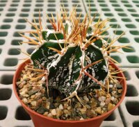 Astrophytum ornatum cv. Fukuryu Hania