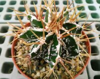 Astrophytum ornatum cv. Fukuryu Hania