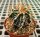 Astrophytum ornatum cv. Fukuryu Hania