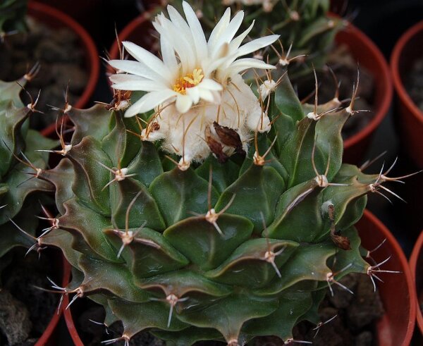 Obregonia denegrii PP 253  CITES, not outside EU