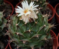 Obregonia denegrii PP 253  CITES, not outside EU