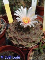 Obregonia denegrii PP 253  CITES, not outside EU