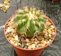 Discocactus pachythele aff. MH 856 North Aquidauana, Mato...