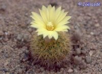 Frailea pumila FS 414