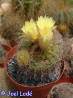 Frailea pumila FS 414