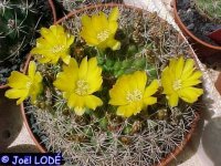 Weingartia lanata WR 468
