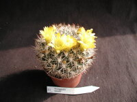 Weingartia lanata WR 468