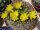 Weingartia lanata WR 468