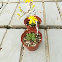 Bulbine mesembryanthemoides