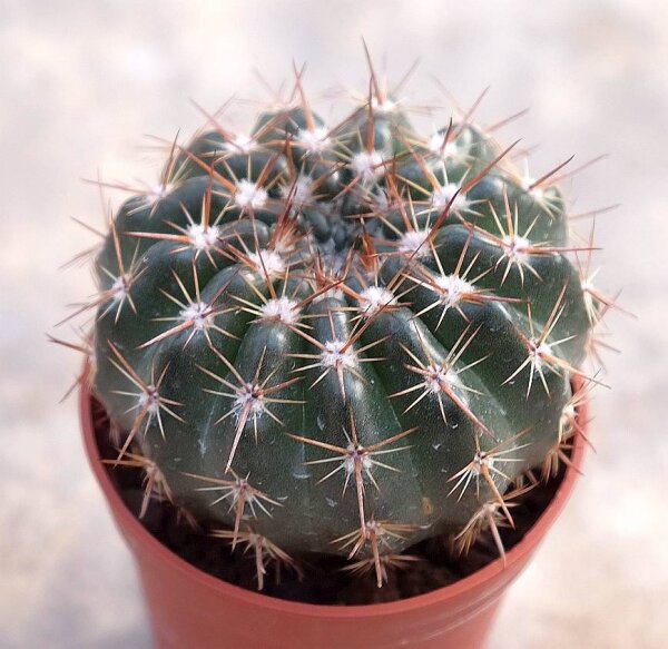 Notocactus submammulosus f. minor cv. rubriflorus