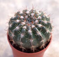 Notocactus submammulosus f. minor cv. rubriflorus