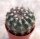 Notocactus submammulosus f. minor cv. rubriflorus