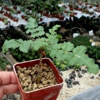 Boswellia sacra