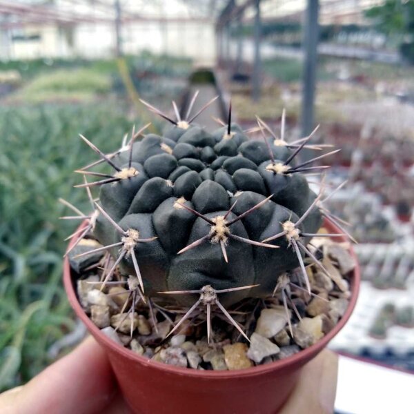 Gymnocalycium chubutense WP151-233