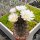 Gymnocalycium chubutense WP151-233