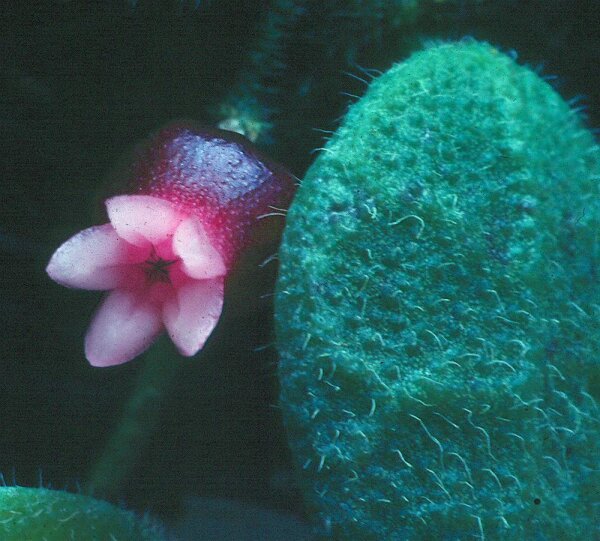 Dischidia hirsuta