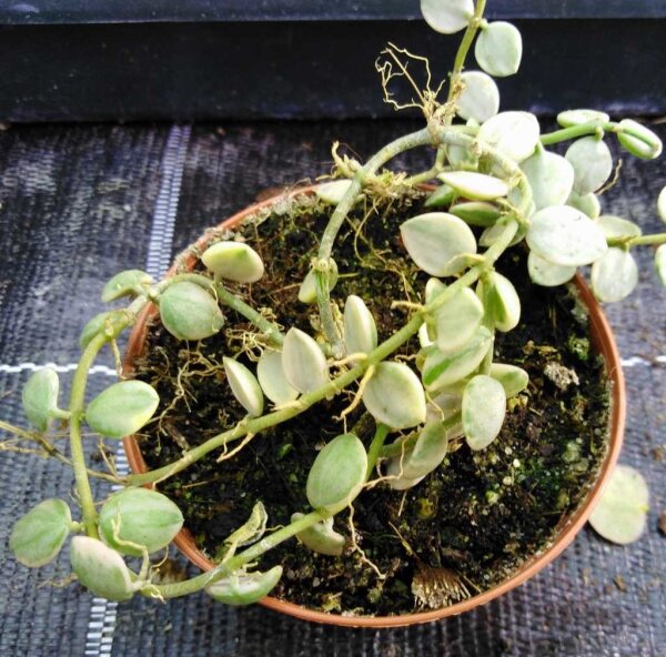Dischidia nummularia cv. Variegata