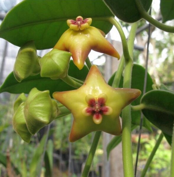 Hoya affinis