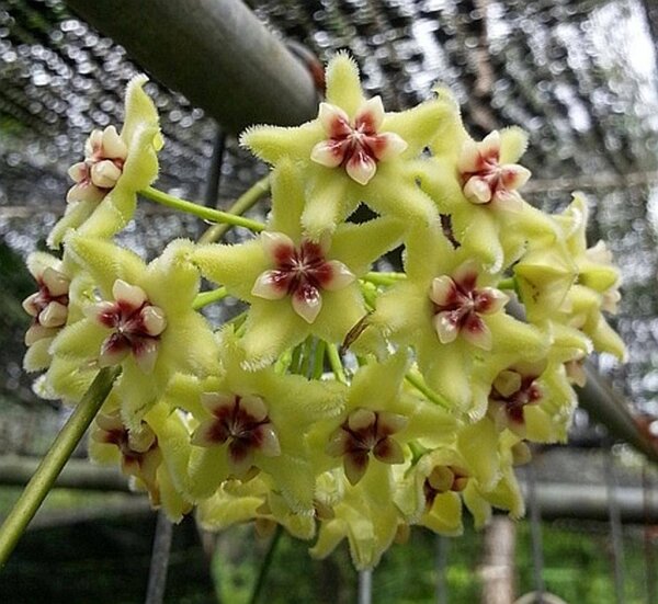 Hoya alagensis