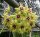 Hoya alagensis