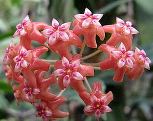 Hoya benvergarai