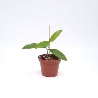 Hoya benvergarai