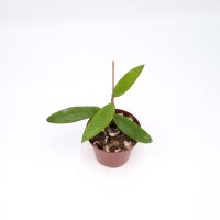 Hoya benvergarai