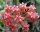 Hoya benvergarai