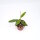 Hoya benvergarai