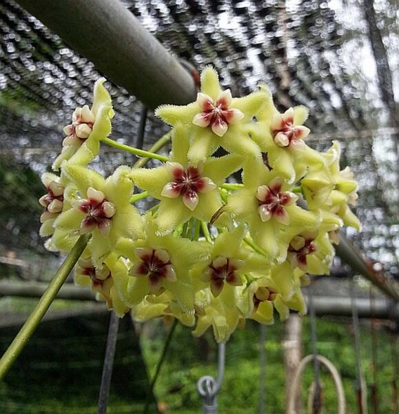 Hoya buotii cv. Sunriser