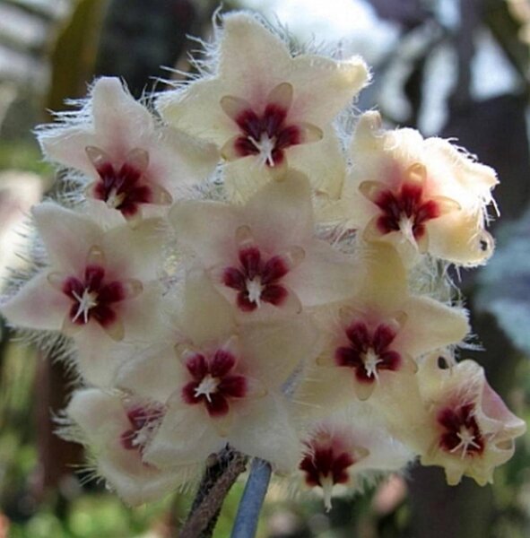 Hoya caudata