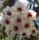 Hoya caudata