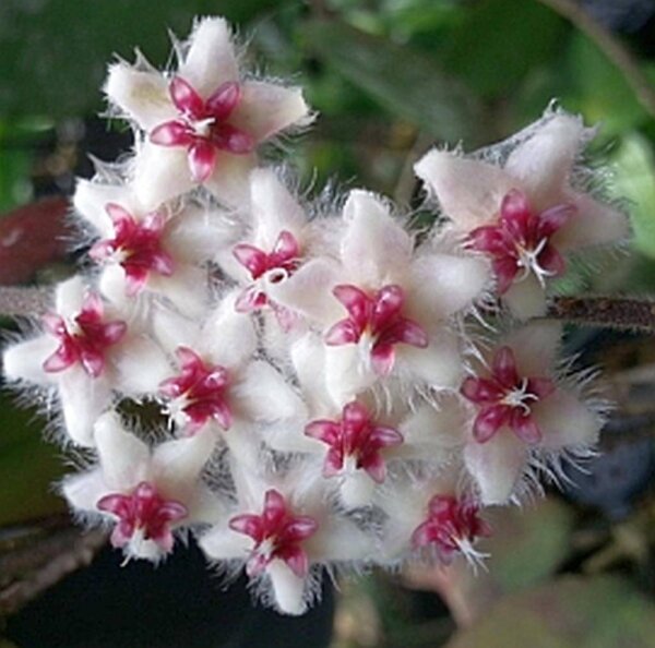 Hoya caudata cv. Green Leaves