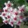 Hoya caudata cv. Green Leaves