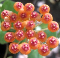 Hoya endauensis