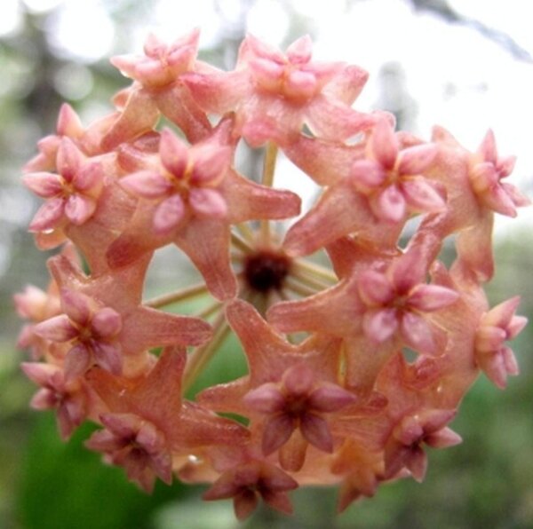 Hoya fitchii