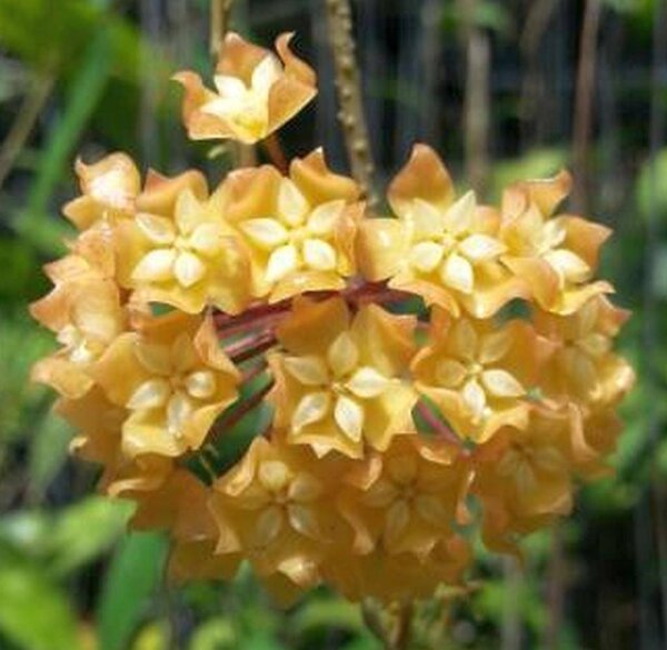 Hoya fitchii cv. Yellow flower