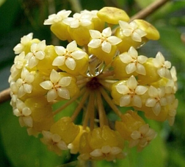 Hoya cv. Golden Eye