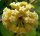 Hoya cv. Golden Eye