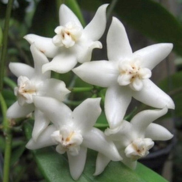 Hoya griffithii