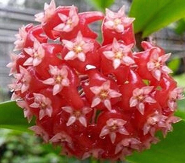 Hoya ilagiorum
