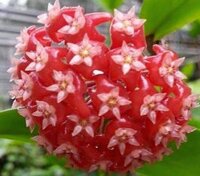 Hoya ilagiorum