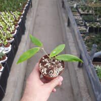 Hoya ilagiorum