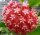Hoya ilagiorum