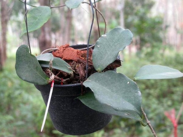 Hoya ischnopus