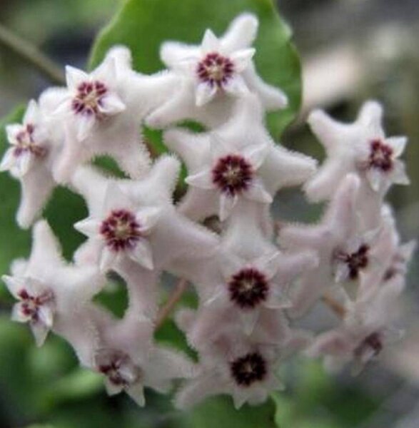 Hoya kanyakumariana